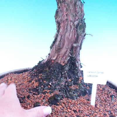 Venkovní bonsai-Juniperus chinenssis-Jalovec čínský - 2