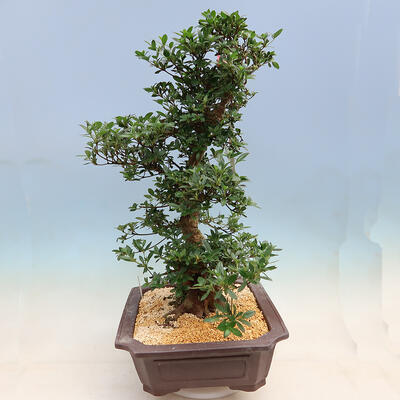 Venkovní bonsai - Japonská azalka SATSUKI- Azalea SUIREN - 2