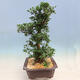 Venkovní bonsai - Japonská azalka SATSUKI- Azalea SUIREN - 2/6