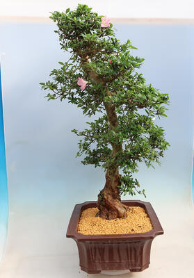 Venkovní bonsai - Japonská azalka SATSUKI- Azalea BEYAKUREN - 2