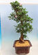 Venkovní bonsai - Japonská azalka SATSUKI- Azalea BEYAKUREN - 2/6