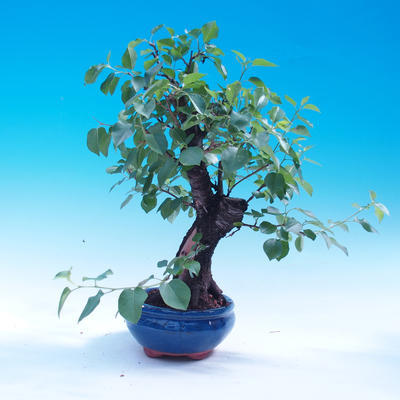 Venkovní bonsai -Mahalebka - Prunus mahaleb - 2