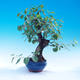 Venkovní bonsai -Mahalebka - Prunus mahaleb - 2/6