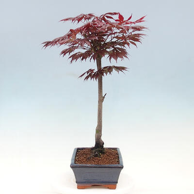 Venkovní bonsai - Javor dlanitolistý - Acer palmatum TROUTENBURG - 2
