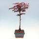 Venkovní bonsai - Javor dlanitolistý - Acer palmatum TROUTENBURG - 2/6