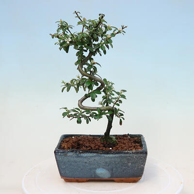 Venkovní bonsai-Cotoneaster dammeri - Skalník Damerův - 2
