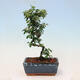 Venkovní bonsai-Cotoneaster dammeri - Skalník Damerův - 2/3