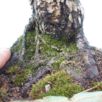 Venkovní bonsai - Borovice parviflora - Borovice drobnokvětá - 2