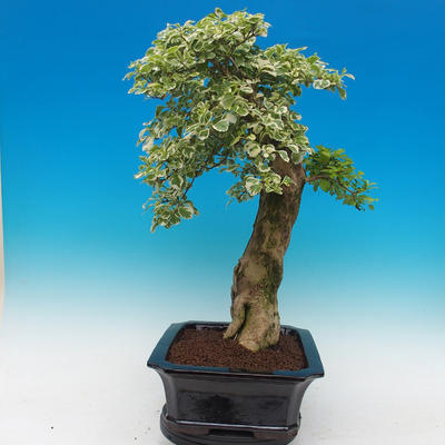 Pokojová bonsai - Duranta variegata - 2