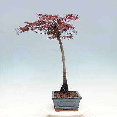 Venkovní bonsai - Javor dlanitolistý - Acer palmatum TROUTENBURG - 2