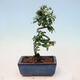 Venkovní bonsai-Cotoneaster dammeri - Skalník Damerův - 2/3