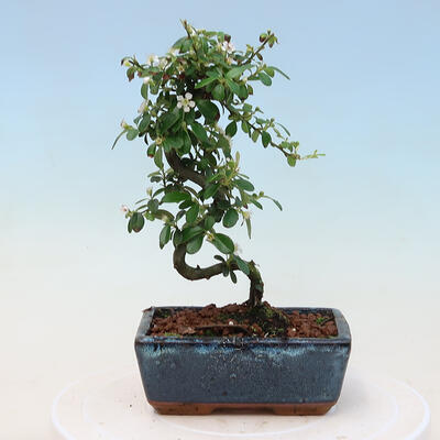 Venkovní bonsai-Cotoneaster dammeri - Skalník Damerův - 2