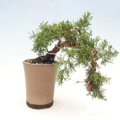 Venkovní bonsai - Juniperus chinensis Kaizuka - Jalovec čínský - 2
