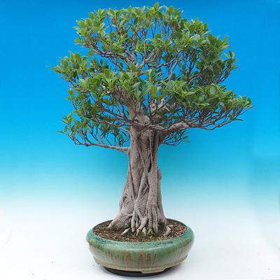 Pokojová bonsai - Ficus kimmen -  malolistý fíkus - 2