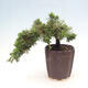 Venkovní bonsai - Juniperus chinensis Kaizuka - Jalovec čínský - 2/2
