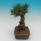 Pinus thunbergii - Borovice thunbergova - 2/4