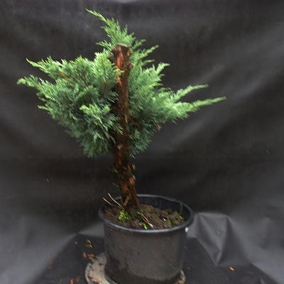 Jalovec - Juniperus sabina NO-33 - 2