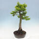 Venkovní bonsai -Javor dlanitolistý Acer palmatum Shishigashira - 2/7