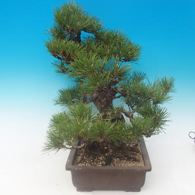 Pinus thunbergii - borovice thunbergova - 2