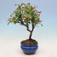 Venkovní bonsai -Malus halliana - Maloplodá jabloň - 2/6