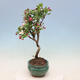 Venkovní bonsai -Malus halliana - Maloplodá jabloň - 2/6