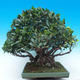 Pokojová bonsai - Ficus kimmen -  malolistý fíkus - 2/5