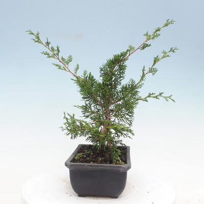 Venkovní bonsai - Juniperus chinensis Itoigawa-Jalovec čínský - 2