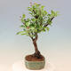 Venkovní bonsai -Malus halliana - Maloplodá jabloň - 2/7
