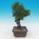 Pinus thunbergii - borovice thunbergova - 2/4