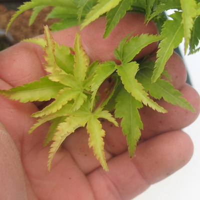 Acer palmatum SHISHIGASHIRA- Javor malolistý - 2