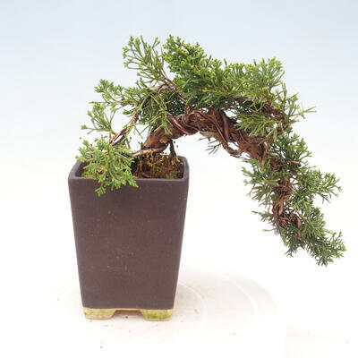 Venkovní bonsai - Juniperus chinensis Kaizuka - Jalovec čínský - 2