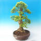 Pokojová bonsai - Duranta erecta Aurea - 2/7