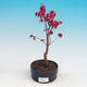 Venkovní bonsai - Javor dlanitolistý - Acer palmatum DESHOJO - 2/2