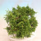 Venkovní bonsai - Juniperus chinensis Itoigawa -Jalovec čínský - 2/5
