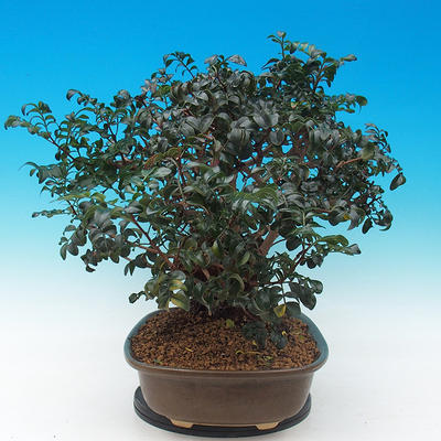 Pokojová bonsai- Pistácie - 2