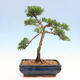 Venkovní bonsai - Juniperus chinensis Kishu-Jalovec čínský - 2/2