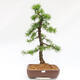 Venkovní bonsai -Larix decidua - Modřín opadavý  - Pouze paletová přeprava - 2/4