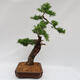Venkovní bonsai -Larix decidua - Modřín opadavý  - Pouze paletová přeprava - 2/4