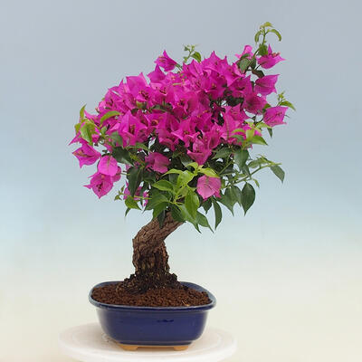 Pokojová bonsai - Bouganwilea - 2