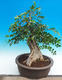 Pokojová bonsai - Muraya paniculata - 2/6