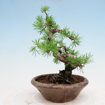 Venkovní bonsai -Larix decidua - Modřín opadavý - 2