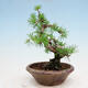 Venkovní bonsai -Larix decidua - Modřín opadavý - 2/4
