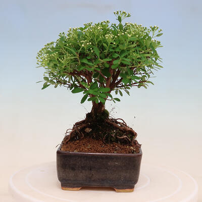 Venkovní bonsai -malolistý tavolník - Spiraea japonica MAXIM - 2