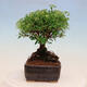 Venkovní bonsai -malolistý tavolník - Spiraea japonica MAXIM - 2/4