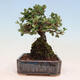 Venkovní bonsai-Cotoneaster horizontalis - Skalník - 2/4