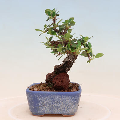 Venkovní bonsai-Cotoneaster horizontalis - Skalník - 2