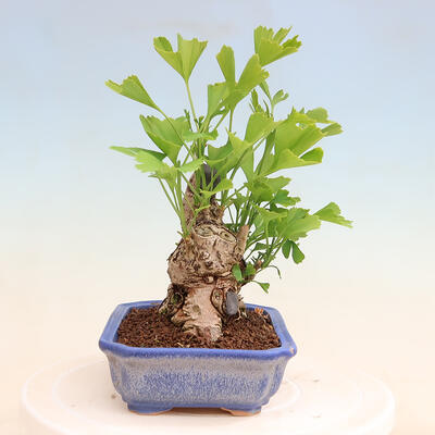 Venkovní bonsai - Jinan dvoulaločný - Ginkgo biloba - 2