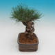 Pinus thunbergii - Borovice thunbergova - 2/4