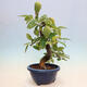 Venkovní  bonsai -  Pseudocydonia sinensis - Kdouloň čínská - 2/6