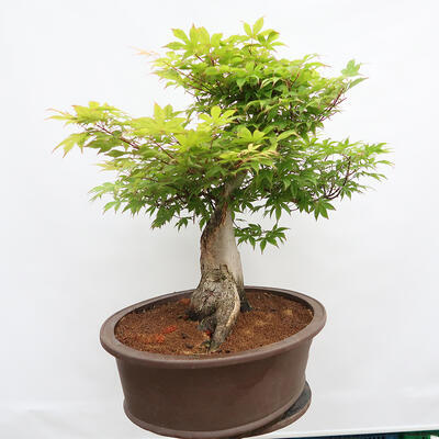 Venkovní bonsai - Javor dlanitolistý - Acer palmatum - POUZE PALETOVÁ PŘEPRAVA - 2